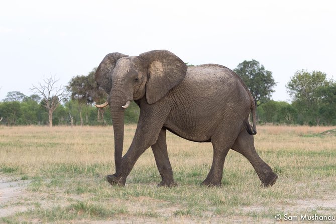 Full-Day Zimbabwe Zambezi National Park Safari & Lunch - Entering Zambezi National Park: Why Two Different Areas Matter