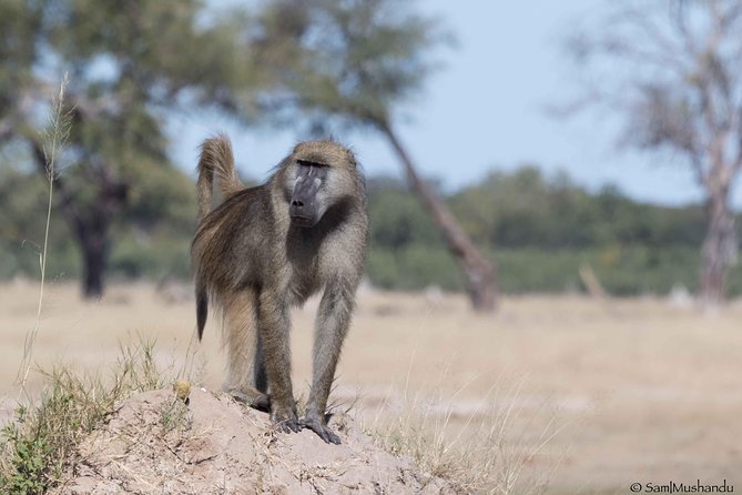 Full-Day Zimbabwe Zambezi National Park Safari & Lunch - Pricing and Value: How $200 Fits This Kind of Day