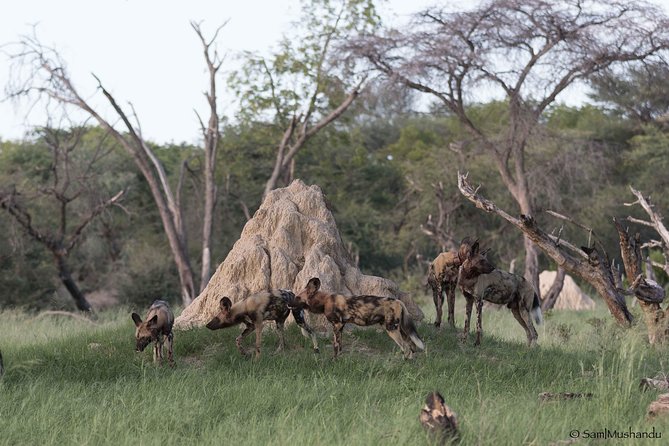 Full-Day Zimbabwe Zambezi National Park Safari & Lunch - What to Pack for an 8-Hour Wildlife Day (So You Can Focus)