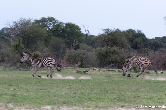 Full-Day Zimbabwe Zambezi National Park Safari & Lunch - The Early 6:00 AM Start and What It Does for Your Sightings
