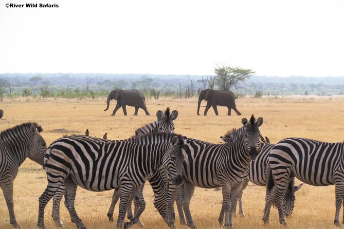 Game Drive (AM / PM) - Zambezi National Park - River Wild Safaris - Zambezi National Park game drive basics from Victoria Falls