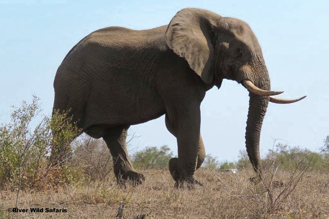 Game Drive (AM / PM) - Zambezi National Park - River Wild Safaris - Morning vs afternoon: how timing affects your safari odds