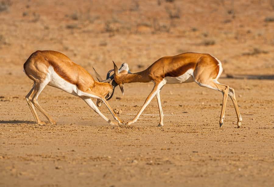 Game drive in Victoria Falls - Key things that make this game drive worth your time