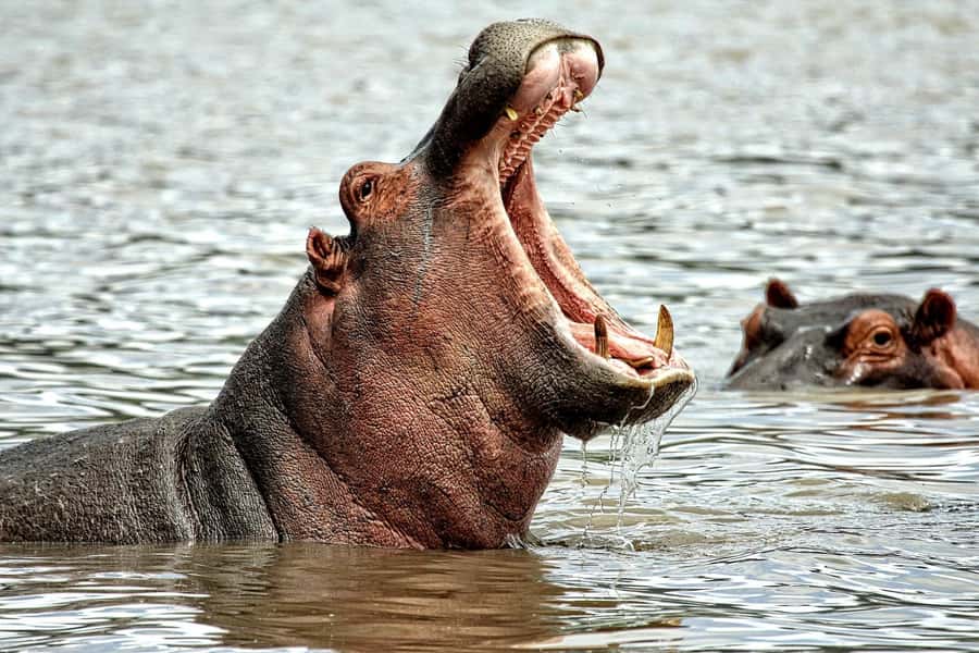 Game drive in Victoria Falls - Wildlife odds: elephants, lions, and the rest of the Zambezi cast