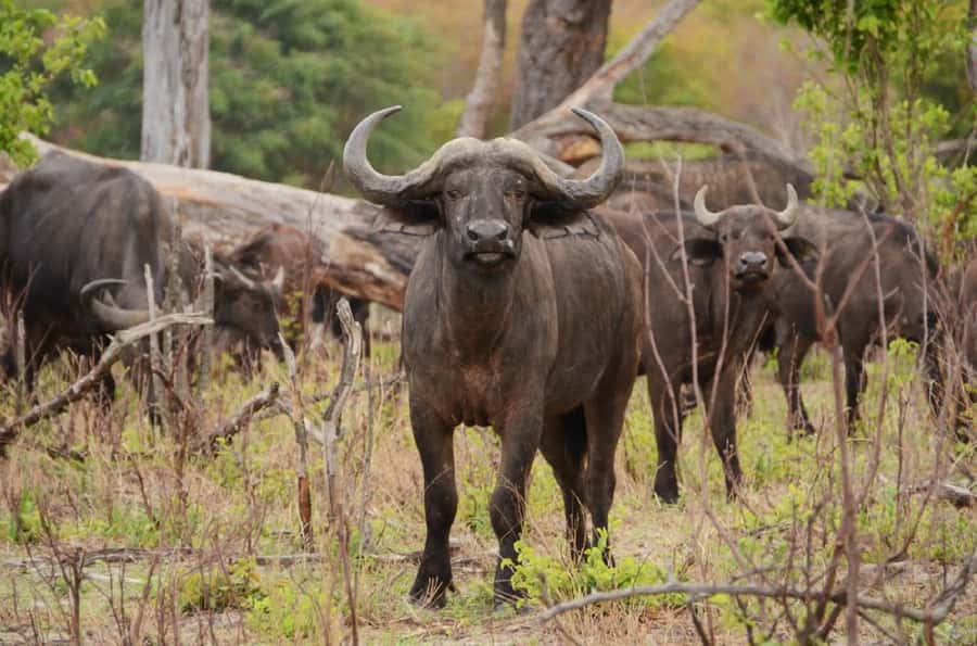 Game drive in Victoria Falls - The guide experience: learning the ecosystem while you spot animals