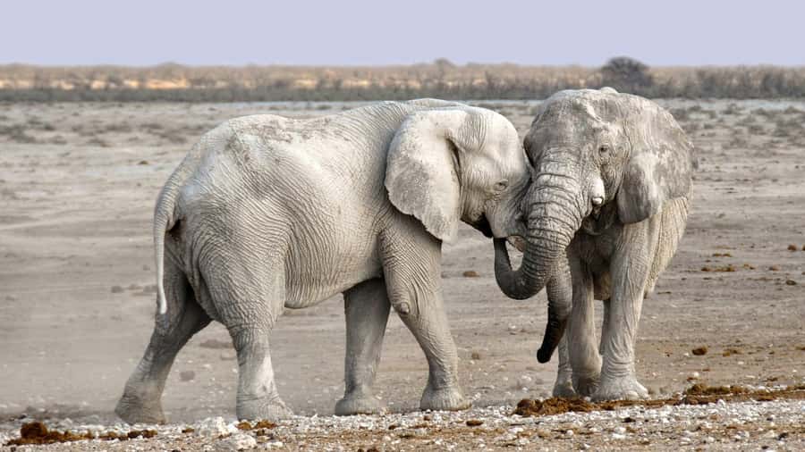 Game drive in Victoria Falls - What to bring: simple gear that makes the ride easier