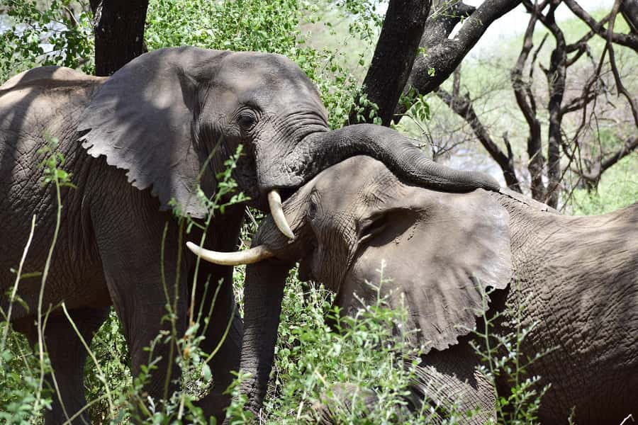 Game drive in Victoria Falls - Your vehicle and small-group setup: open-air views without the crowding