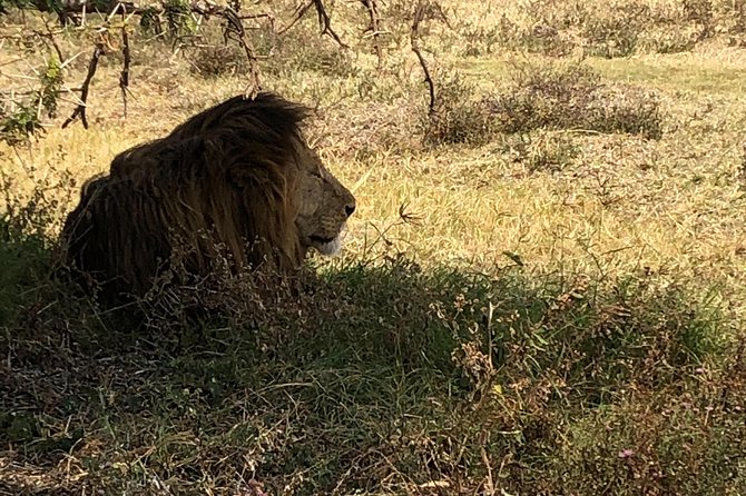 Game Drive in Zambezi National Park Morning or Afternoon - Price and value: what $85 covers, and what to budget for