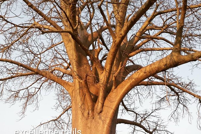 Game Drive in Zambezi National Park Morning or Afternoon - Who should book this game drive, and who might not love it