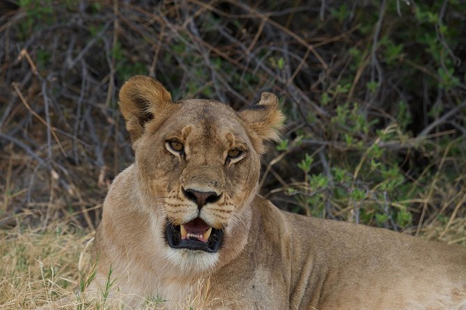 Game Drives - Why the Zambezi River Frontage Changes the Wildlife Odds