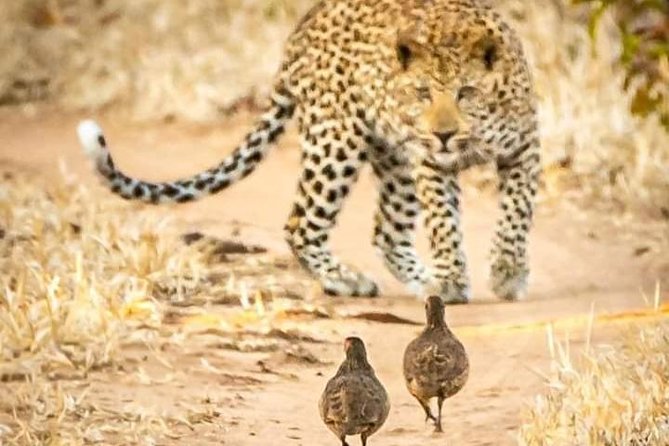 Game Drives - Your Guide Aaron, and How He Helps You Spot More