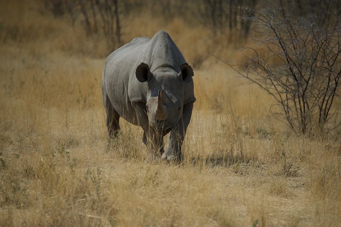 Game Drives - The Half-Day Flow: From Pickup to Park Viewing