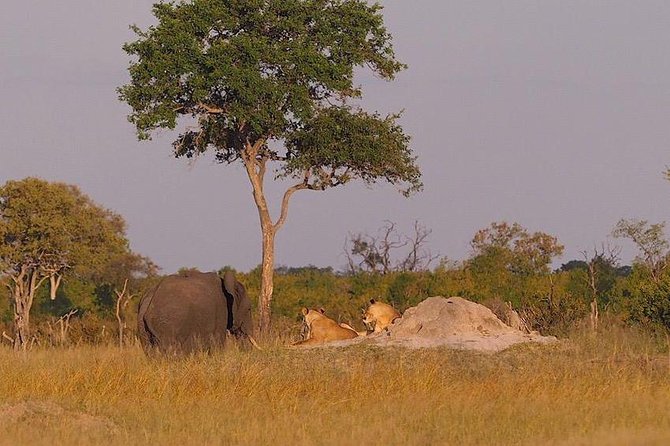 Game Drives - What You Can Spot: Elephants, Buffalo, Giraffe, and More