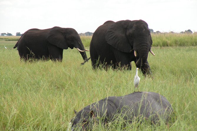Game Drives in the Zambezi National Park - Zambezi Game Drive From Victoria Falls: What You Get in 3.5 Hours