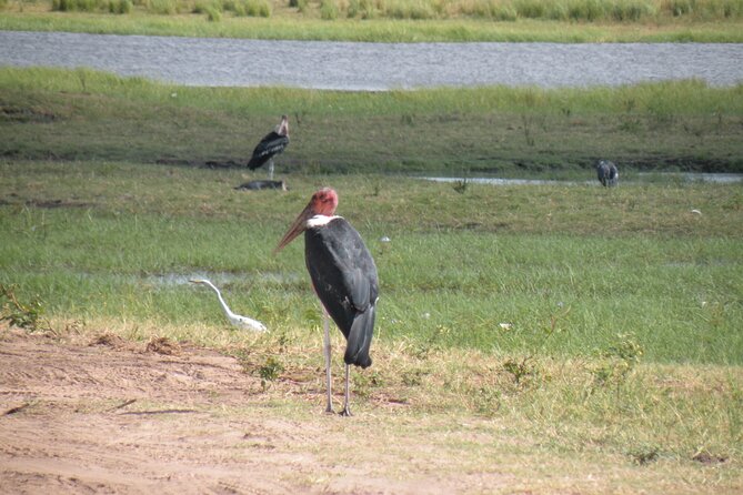 Game Drives in the Zambezi National Park - Comfort, Vehicles, and the Reality of Rough Roads