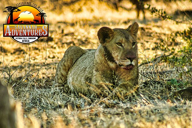 High Tea in the Savannah, Catering by Victoria Falls Hotel - Wildlife spotting rules that help you get more from the drive