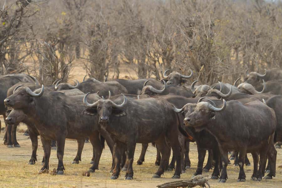 Hwange Full Day Safari from Victoria Falls - Key points to know before you go