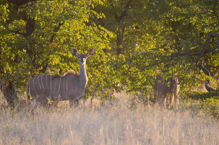 Hwange Full Day Safari from Victoria Falls - Why Hwange feels like Africa at full size