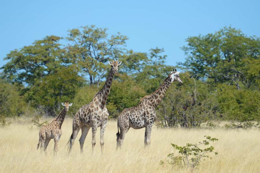 Hwange Full Day Safari from Victoria Falls - Hwange Main Camp to your open game drive vehicle