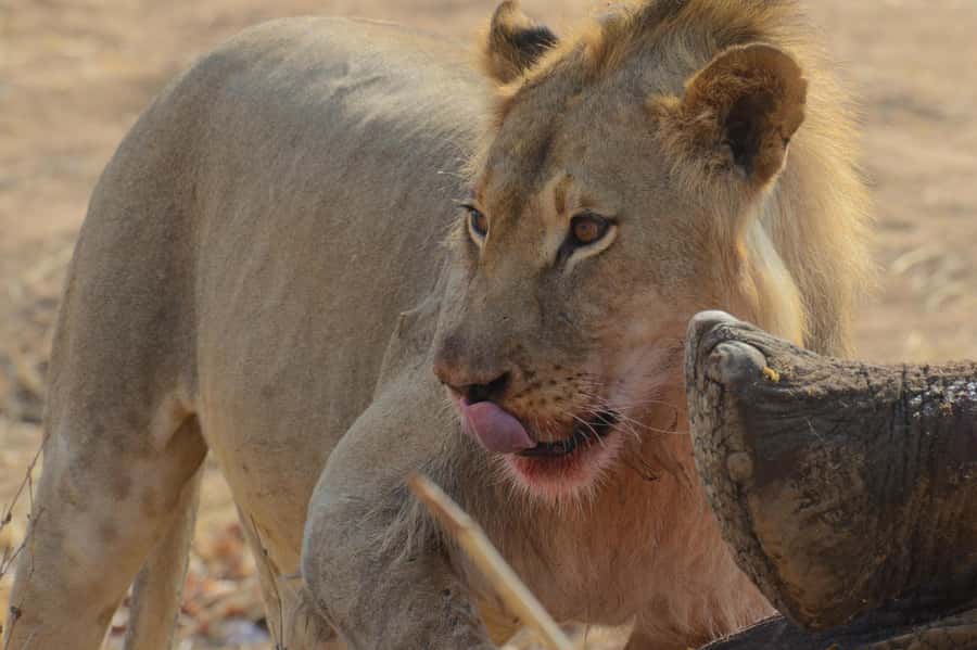 Hwange Full Day Safari from Victoria Falls - The 6:00 am Victoria Falls departure, plus the rough-road reality
