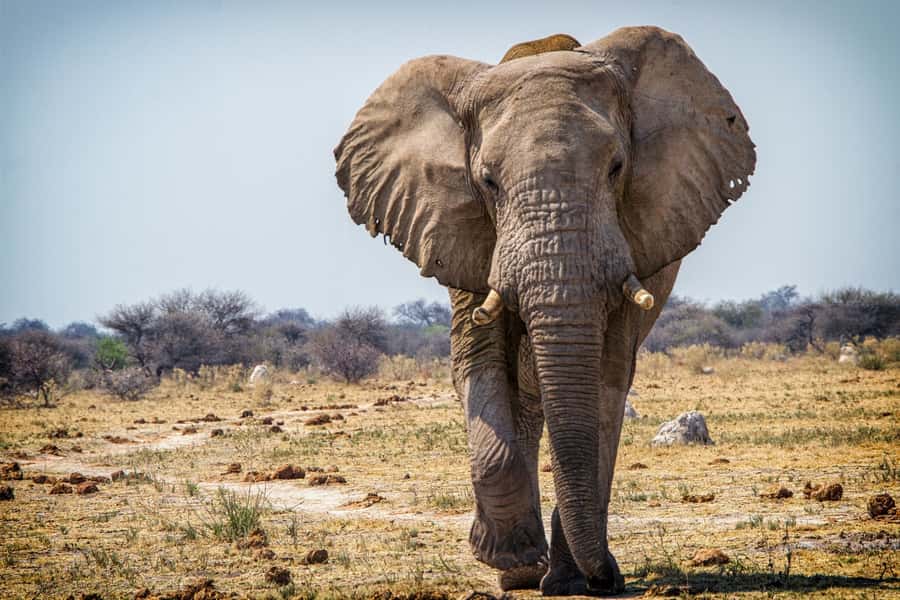 Hwange National Park Day Trip from Victoria Falls - Key Things That Make This Hwange Day Trip Worth It