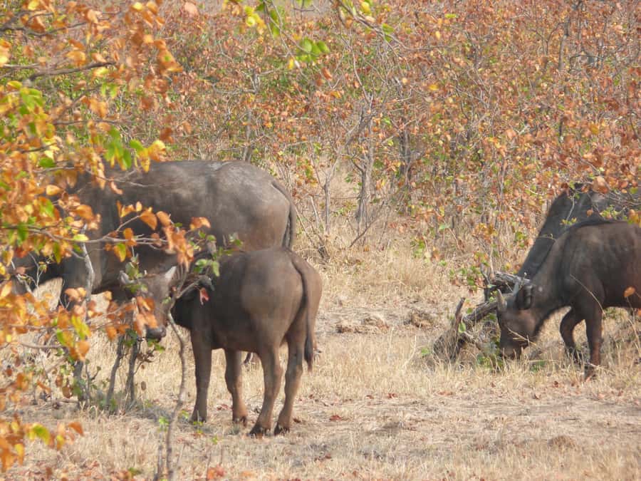Hwange National Park Day Trip from Victoria Falls - From Victoria Falls Into Hwange’s Animal World