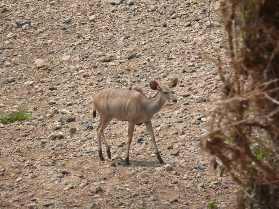 Hwange National Park Day Trip from Victoria Falls - First Game Drive and Midday Picnic: Catching the Morning Rhythm