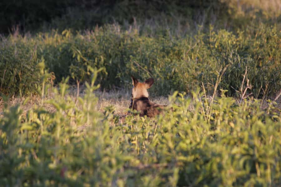 Hwange National Park Day Trip from Victoria Falls - Afternoon Cooling and the Best Chance at Sunset