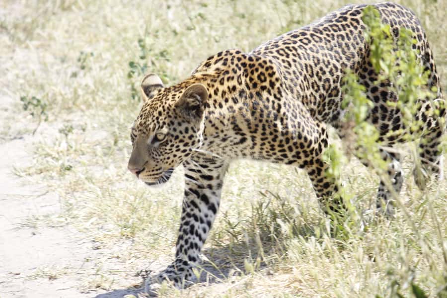 Hwange National Park Day Trip from Victoria Falls - Guide and Group Size: What Changes With a Small Group