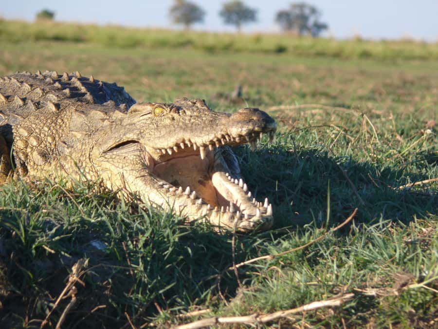 Hwange National Park Day Trip from Victoria Falls - Price and Value: Is $330 a Fair Deal?