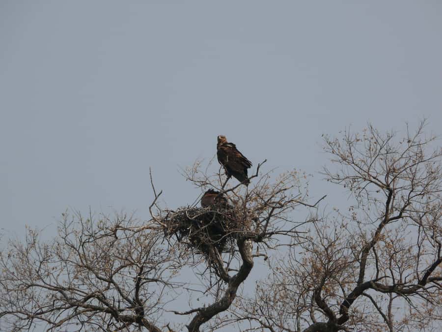 Hwange National Park Day Trip from Victoria Falls - What to Bring for Hwange: Small Things That Save Your Day