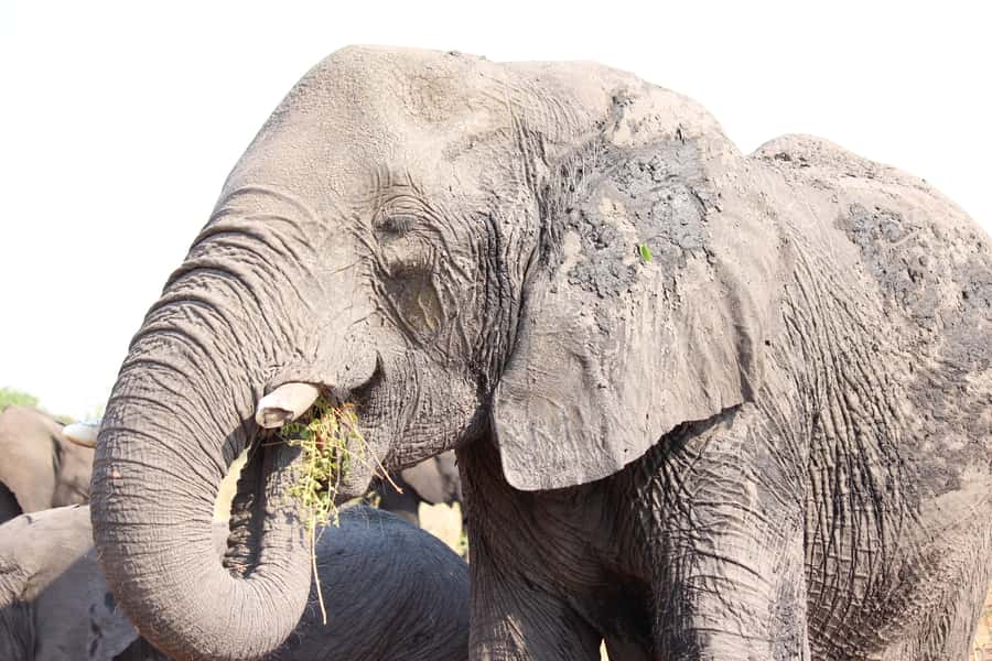 Hwange National Park Day Trip from Victoria Falls - How the Timing Works in Real Life