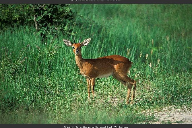 Hwange National Park Full Day Game Drive Safari - Getting From Victoria Falls to Hwange: The Real Start Time Matters