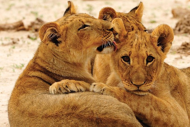 Hwange National Park Full Day Game Drive Safari - Inside Hwange National Park: How the 8-Hour Game Drive Window Works
