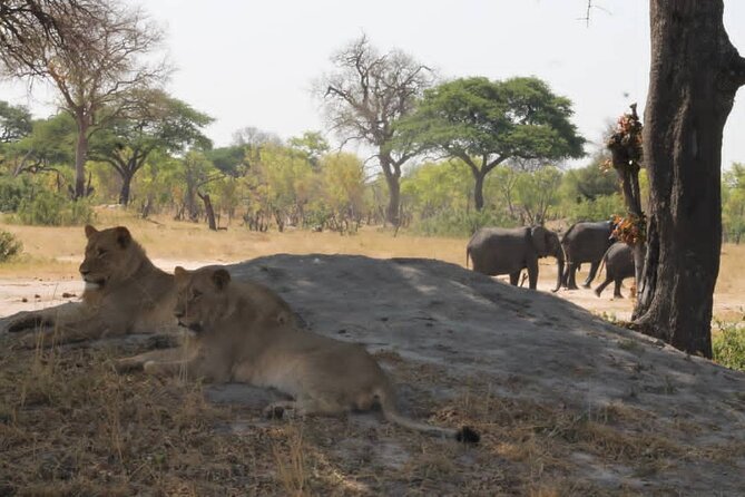 Hwange National Park Full Day Trip - Lunch inside Hwange: bottled water, soft drinks, and vegetarian meals