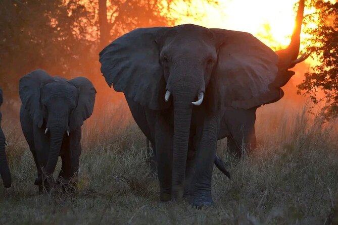 Hwange National Park Full Day Trip - Afternoon game drive and waterholes: your second big chance