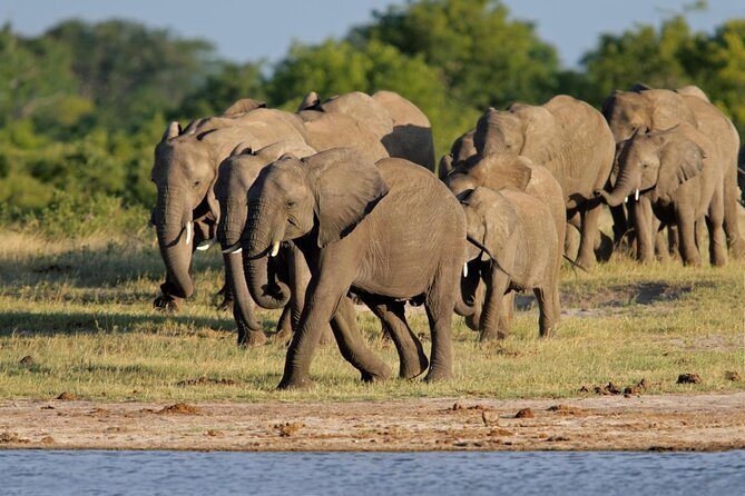Hwange National Park Full Day Trip - Small-group guiding with William: why it feels more personal
