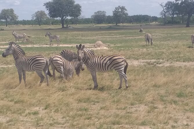 Hwange National Park Full Day Trip - Morning game drive: 3 hours with elephants, lions, and giraffes