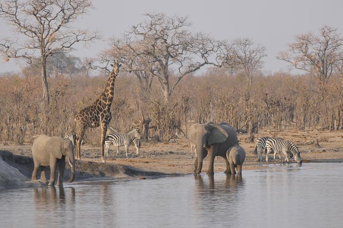 Hwange (Safari) Day Trip from Victoria Falls - Key Highlights Worth Prioritizing
