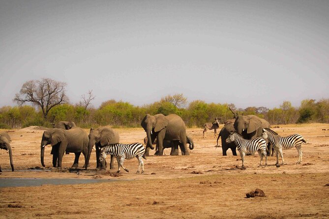 Hwange (Safari) Day Trip from Victoria Falls - The Afternoon Safari Drive: Why Second Chances Work