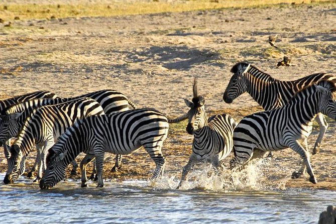 Hwange (Safari) Day Trip from Victoria Falls - Price and Value: What You’re Paying For, and What to Budget Extra