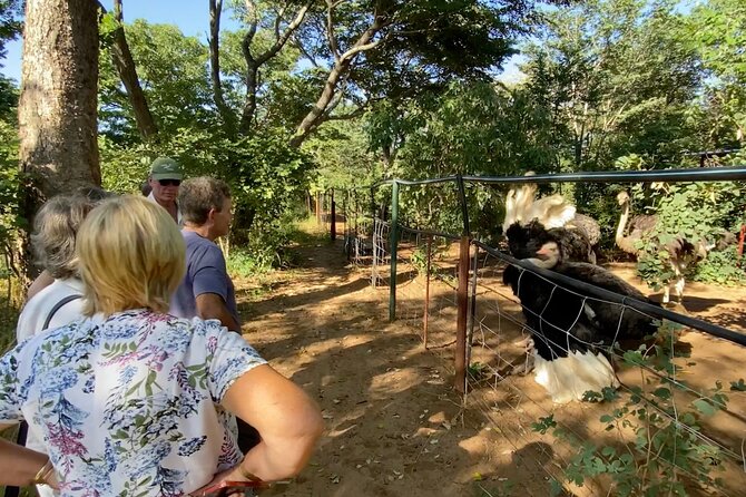 Lion & Wildlife Sanctuary Excursion Victoria Falls - Meet the lion pride: drive in safety, then watch them work
