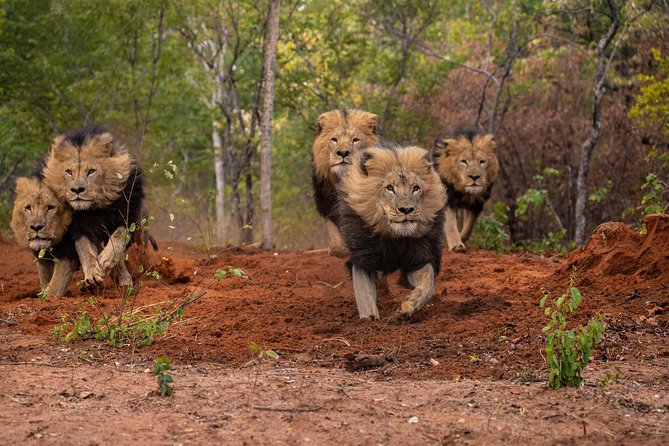 Lion & Wildlife Sanctuary Excursion Victoria Falls - The lion feeding experience: why the eye level detail is the whole story