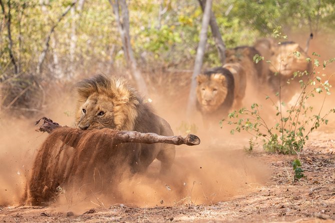 Lion & Wildlife Sanctuary Excursion Victoria Falls - Safety, comfort, and the practical side of a short wildlife tour