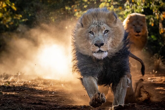 Lion & Wildlife Sanctuary Excursion Victoria Falls - The hyena walk: the closest you can get, without going wild