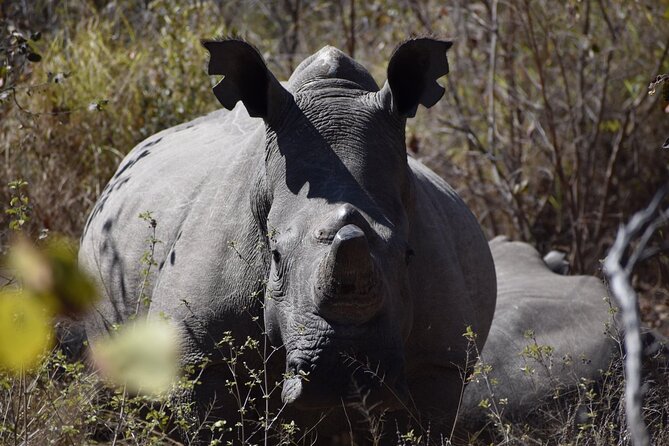 Matobo Rhino Encounter - White Rhinos in Matobo: Natural Habitat, Ranger Protection, and Behavior