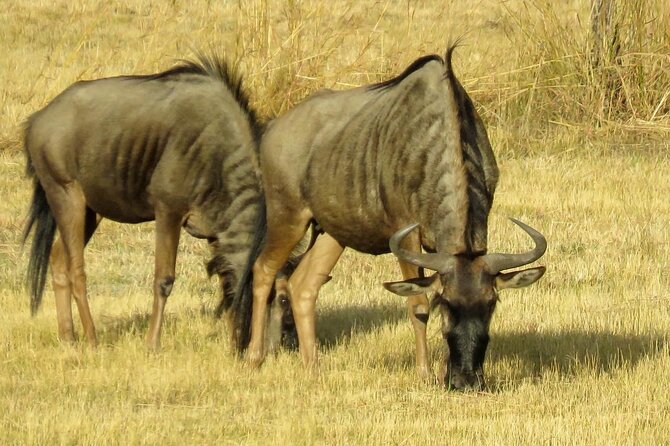 Matobo Rhino Encounter - Medicinal Plant Skills and Ancient Survival Techniques