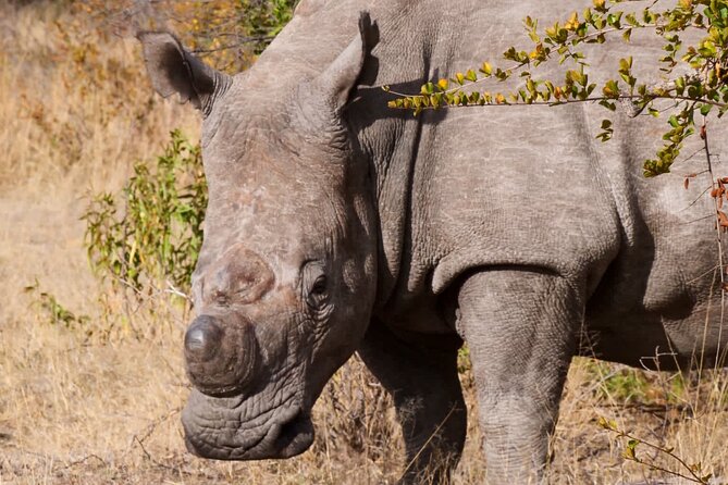 Matobo Rhino Encounter - Lunch, Refreshments, and Sunset Sun Downers