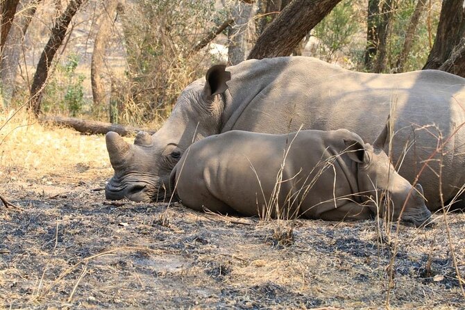Matobo Rhino Encounter - What to Bring So the Walk Feels Good