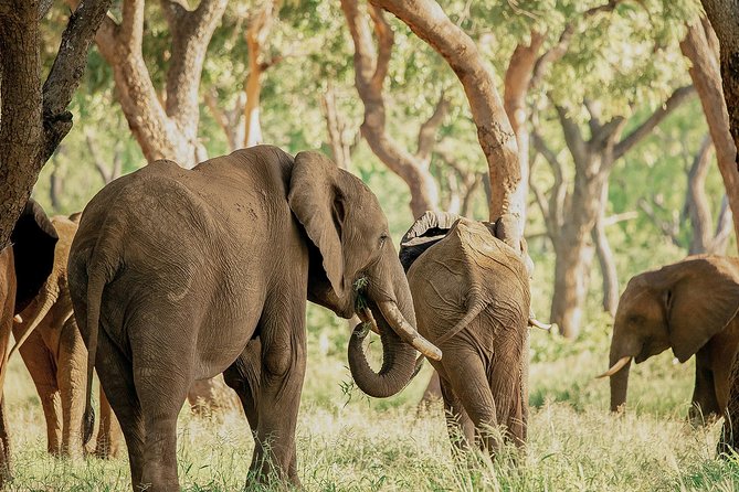Moments with Elephants - What makes the elephant carers, like Israel, the real highlight